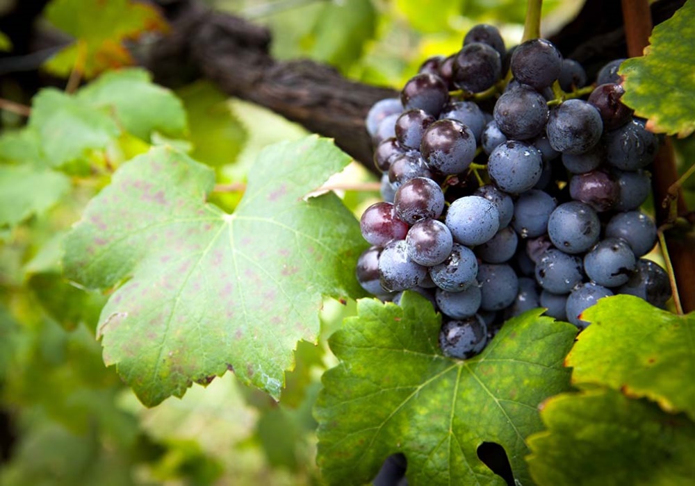 uva che fa bene alla pelle del viso