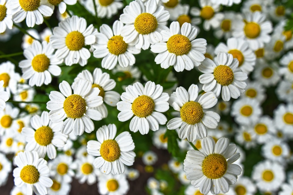 camomilla